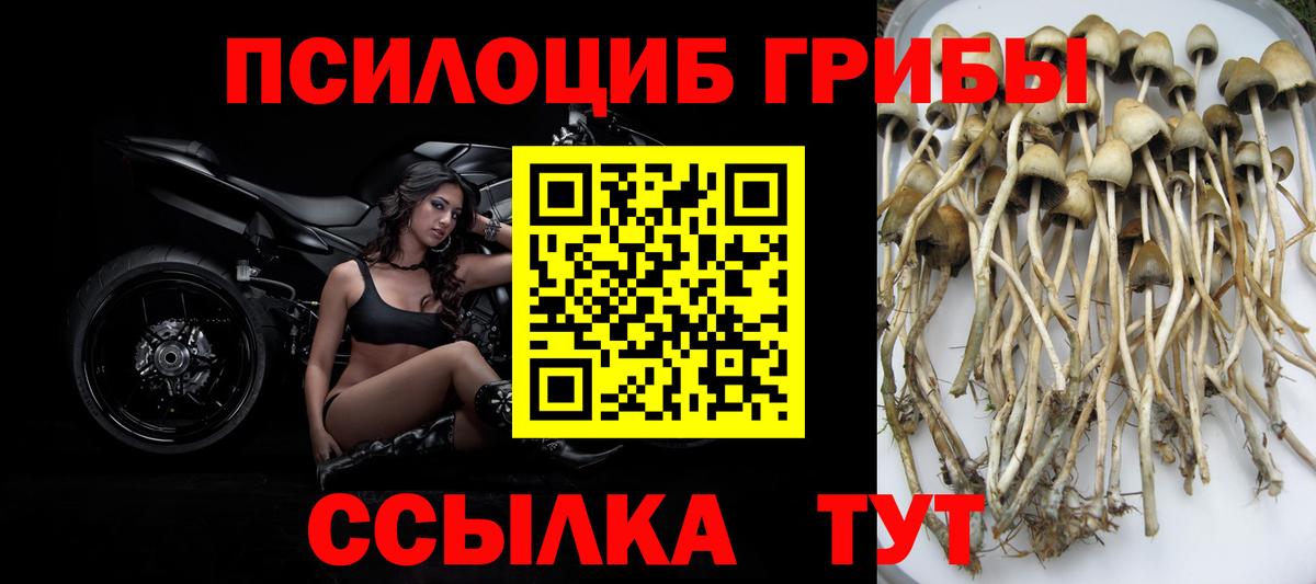 Энгельс  Псилоцибиновые грибы мухоморы  Вход с VPN  Галлюциногенные грибы Psilocybine cubensis 